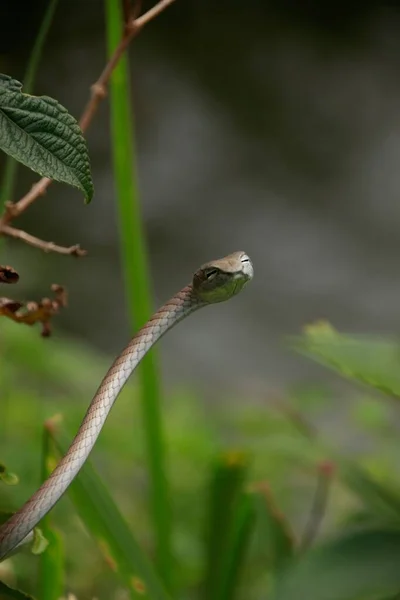 カンボジア カンボジアのボコール国立公園にあるアジアのつるヘビまたはアヘトゥラ プラシーナ — ストック写真