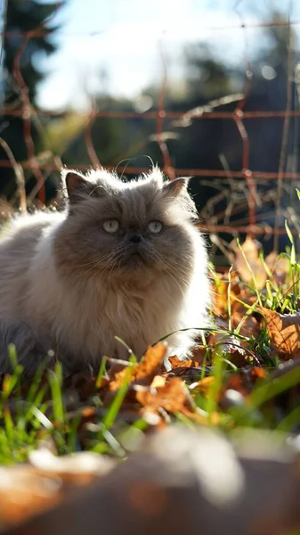 草の上に座っているペルシャ猫の垂直ショットと見て ぼやけた背景を背景に — ストック写真