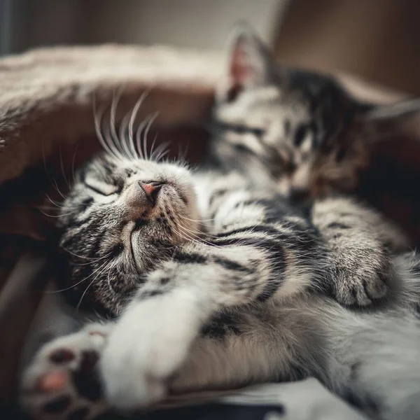 Selective Focus Two Tabby Cats Sleeping Wrapped Blanket — Stock Photo, Image