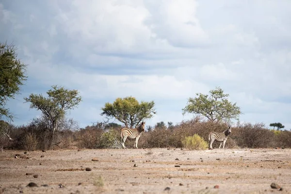 萨法里的两只野生斑马白天以树木和蓝天为背景 — 图库照片