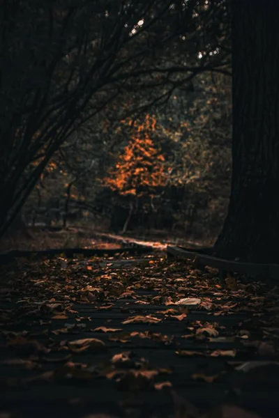 Vertikální Záběr Úzké Stezky Parku Žlutými Spadlými Listy Podzim — Stock fotografie