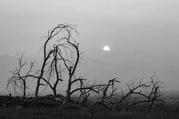 Šedivý Záběr Bezlistého Stromu Pozadím Divokého Ohně Kouře Obloze — Stock fotografie