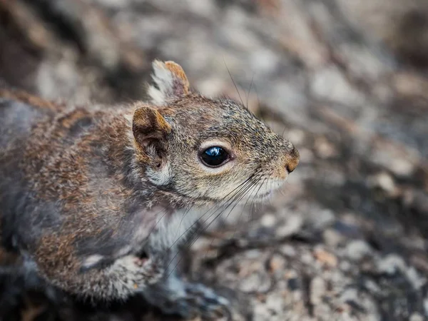 Makro Eines Niedlichen Eichhörnchens — Stockfoto
