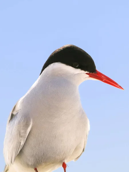 Vertical Closeup Shot Arctic Tern Bird Sterna Paradisaea Long Red — Stock Photo, Image