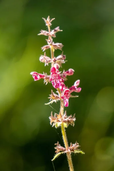 Ένα Κάθετο Μακροσκοπικό Πλάνο Του Hedge Woundwort Ροζ Λουλούδια Ένα — Φωτογραφία Αρχείου