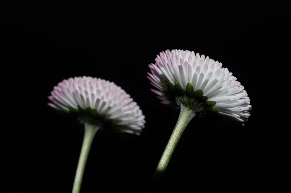 Closeup Chrysanthemum Flowers Isolated Black Background — Stock Photo, Image