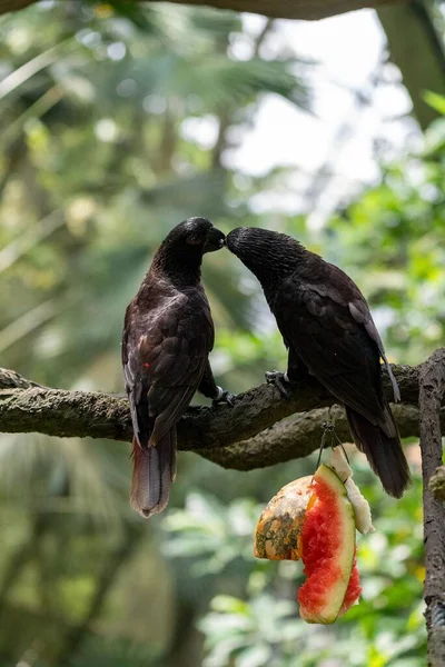 Ένα Κάθετο Πλάνο Δύο Παπαγάλων Που Φιλιούνται Ένα Κλαδί — Φωτογραφία Αρχείου