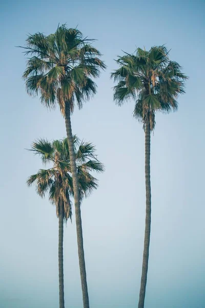 Mavi Gökyüzünde Büyüyen Palmiye Ağaçlarının Dikey Görüntüsü — Stok fotoğraf