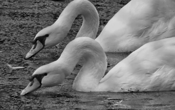 Серый Снимок Двух Лебедей Воде — стоковое фото