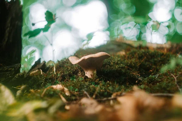 Ein Kleiner Pilz Der Wald Wächst Selektiver Fokus — Stockfoto