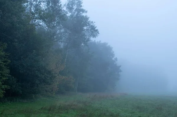 Зелений Трав Яний Пейзаж Щільними Деревами Туманом Під Хмарним Небом — стокове фото