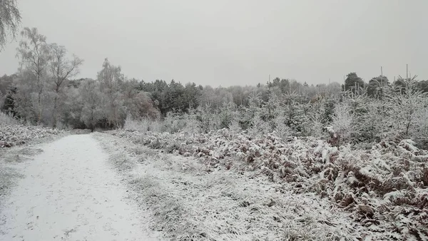 Ένας Χιονισμένος Δρόμος Μονοπατιού Δέντρα Χειμώνα Λευκό Ουρανό — Φωτογραφία Αρχείου
