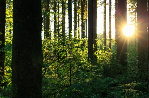 Une Forêt Dense Avec Grands Arbres Verts Avec Soleil Brillant — Photo