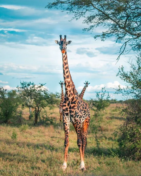 Een Giraffe Staand Het Groen Veld — Stockfoto
