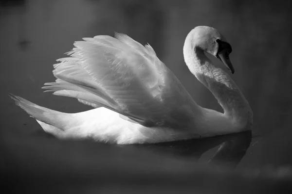 湖の白鳥の灰色のショット — ストック写真