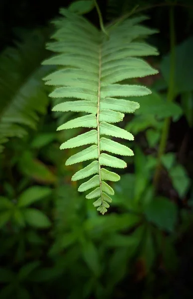 Вертикальний Знімок Листя Папороті Лісі — стокове фото