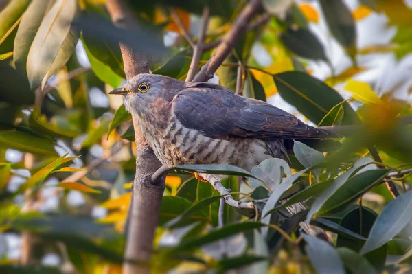 Lovitură Closeup Unui Cuckoo Indian Odihnindu Copac — Fotografie, imagine de stoc