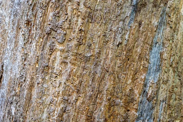 Thick Tree Trunk Texture Background — Stock Photo, Image