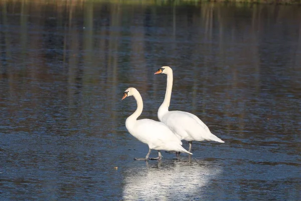 Couple Beautiful White Geese Walking Together Lake — Stock Photo, Image
