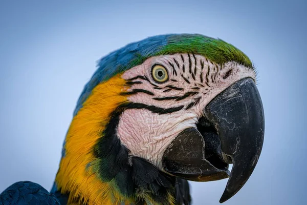 Ara Papağanının Bulanık Arka Plandaki Yakın Çekimi — Stok fotoğraf