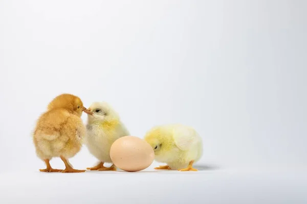 Tres Pollos Bebé Cerca Huevo Aislado Sobre Fondo Blanco —  Fotos de Stock