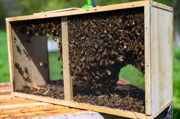 Včel Dřevěném Včelíně Rozmazaném Pozadí — Stock fotografie