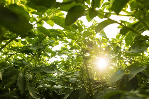 Een Glimp Van Zonlicht Schijnt Door Aardappelplanten Een Groen Veld — Stockfoto