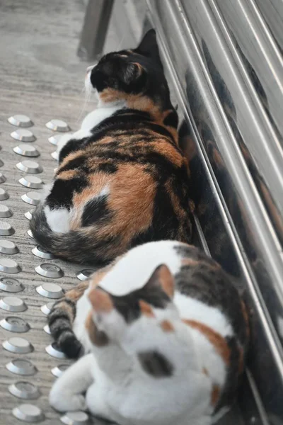 Tiro Vertical Gatos Deitados Rua — Fotografia de Stock