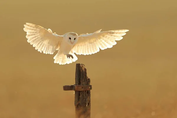 バーンフクロウが飛ぶ美しい景色 — ストック写真