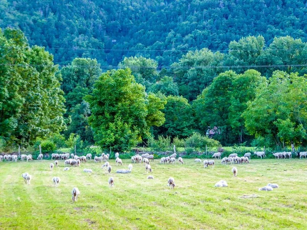 Krajobraz Zielonych Pastwisk Owcami Drzewami Tle — Zdjęcie stockowe
