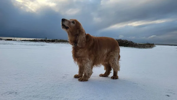 Brown English Cocker Spaniel Standing Snow Covered Field — Stock Photo, Image