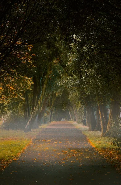 Вертикальный Снимок Дорожки Окруженной Осенними Деревьями Парке — стоковое фото