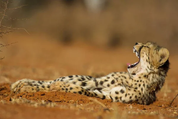Cheetah Vlakten Van Serengeti National Park — Stockfoto