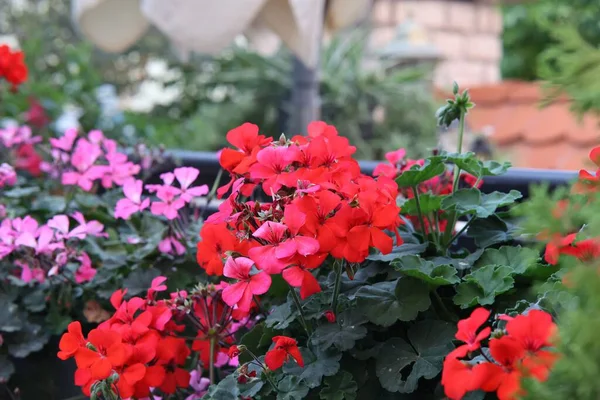 Una Vista Cerca Hermosas Flores Balcón Colores — Foto de Stock