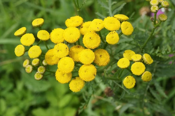 Detailní Záběr Kvetoucí Žluté Květy Tanacetum Vulgare — Stock fotografie
