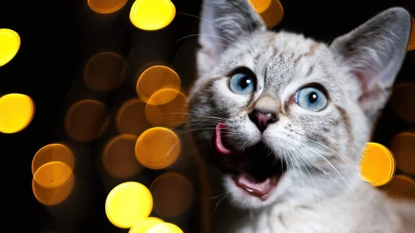 Gato Chocado Contra Bokeh Luzes Fundo — Fotografia de Stock