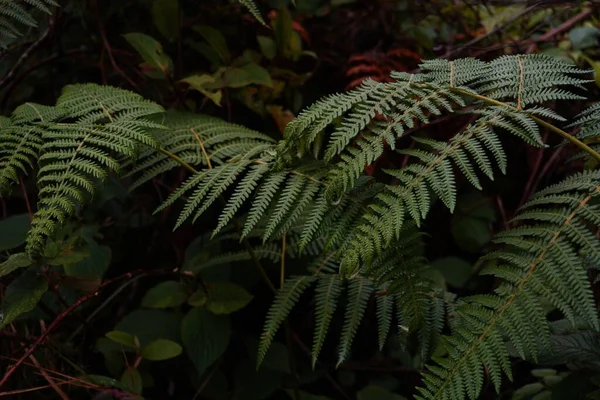 Egy Közeli Kép Egy Zöld Páfrányról Erdőben — Stock Fotó