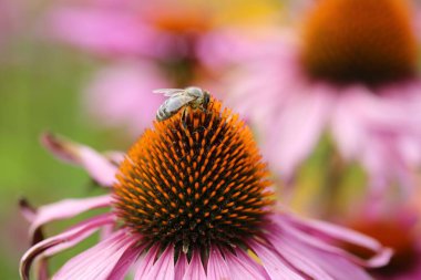 Bahçedeki Echinacea purpurea çiçeğinden nektar toplayan bir arıya yakın plan.