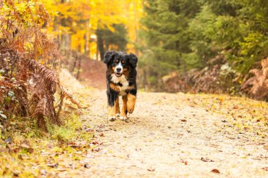 Siyah ve kahverengi bir Bernese Dağ Köpeği 'nin yakın çekimi. Düşen yapraklarla kaplı bir patikada koşuyor.