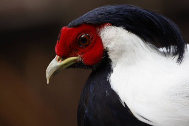 Bulanık arkaplanda Gümüş sülün (Lophura nycthemera) yakın plan çekimi