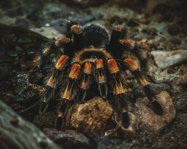 Turuncu dizli tarantula yapbozunun yakın plan fotoğrafı.