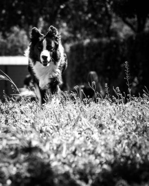 Bir alanda çalışan tüylü bir Border Collie 'nin (Canis lupus familiaris) gri pulu