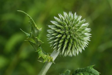 Açılmamış bir Echinops devedikeni başı.