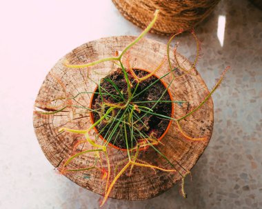 Bir saksıya yerleştirilmiş Drosera Binata 'nın yakın çekim görüntüsü