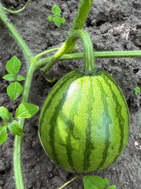 Güneşli bir günde toprakta büyüyen bir karpuzun dikey makro görüntüsü.