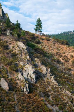 Yeşil bitki örtüsüyle kayalık bir yamacın dikey görüntüsü. Hunter Creek Trail, Reno, Nevada, ABD.