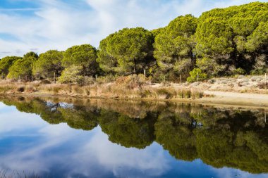 Gölün kıyısında çeşitli taş çamlar (Pinus çam ağacı) ve yansımaları vardır.