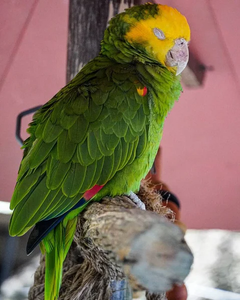 Eine Vertikale Aufnahme Eines Bunten Papageien Auf Einem Baum Naples — Stockfoto