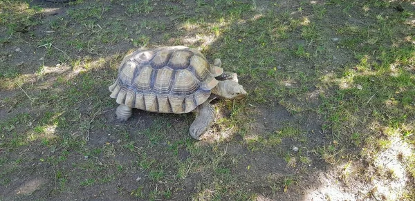 Chaco Schildkröte Frisst Gras Und Geht Spazieren — Stockfoto