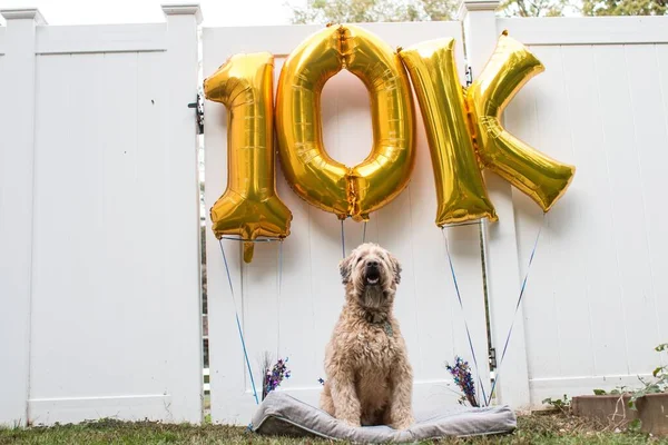 A scenic view of a Wheaten Terrier dog sitting in front of yellow balloons in the backyard
